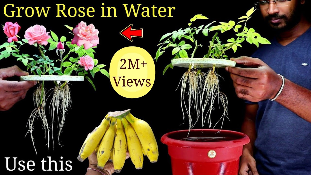 How to Grow Rose Plant  at home Without Soil from cuttings