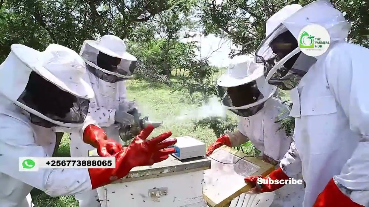 HOW TO EXTRACT  BEE VENOM | Bee venom is a colorless, acidic liquid. Bees excrete it by stingers