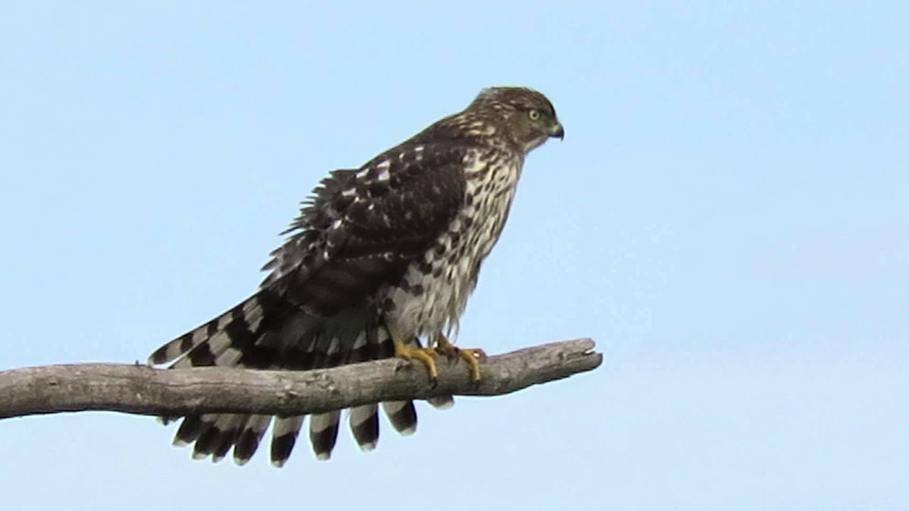10/21/15 RHM BEST Juvenile Cooper's Hawk Preening GREAT