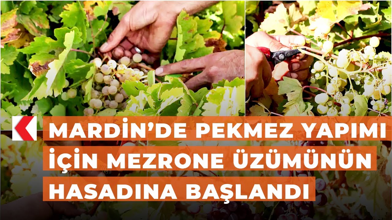 Mardin’de pekmez yapımı için mezrone üzümünün hasadına başlandı