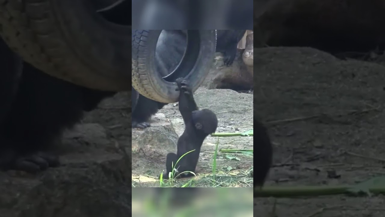 Genki is worried about Kintaro, so he always stays close to him.#foryou #gorilla #animals