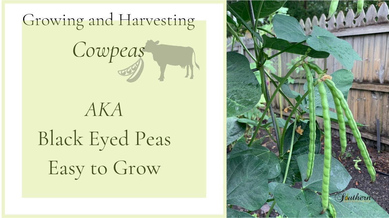Growing and Harvesting Cowpeas|AKA Black Eyed Peas|Easy Plant to Grow🍃