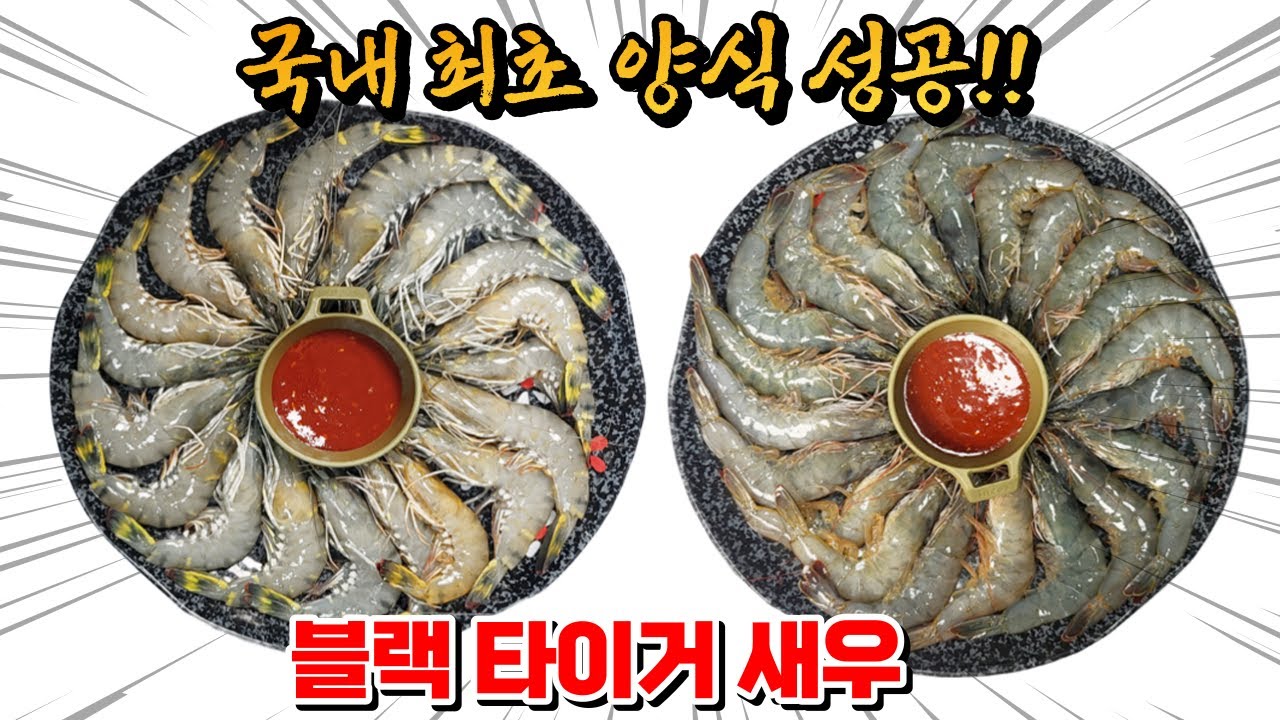 국내 최초 블랙타이거새우 양식 성공!!직접 먹어보자!