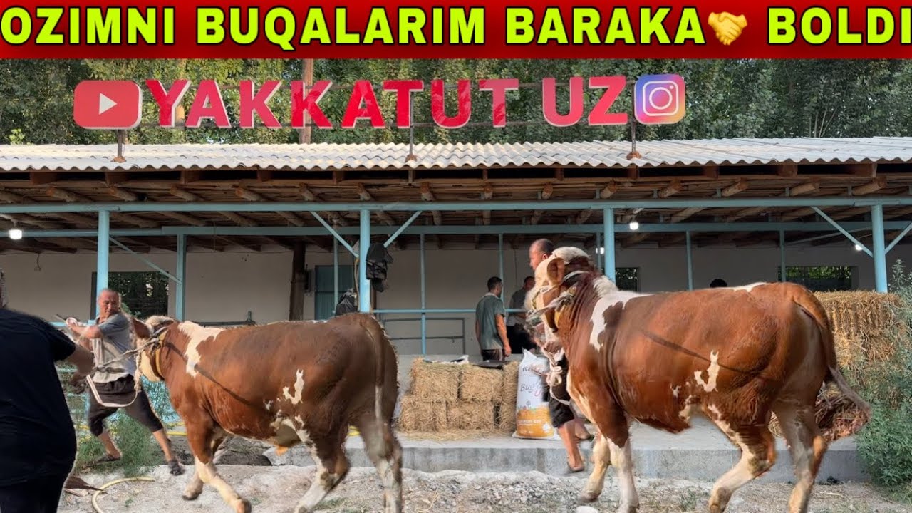 OZIMNI BUQALARIM BARAKA BOLDI XAMMAGA RAHMAT