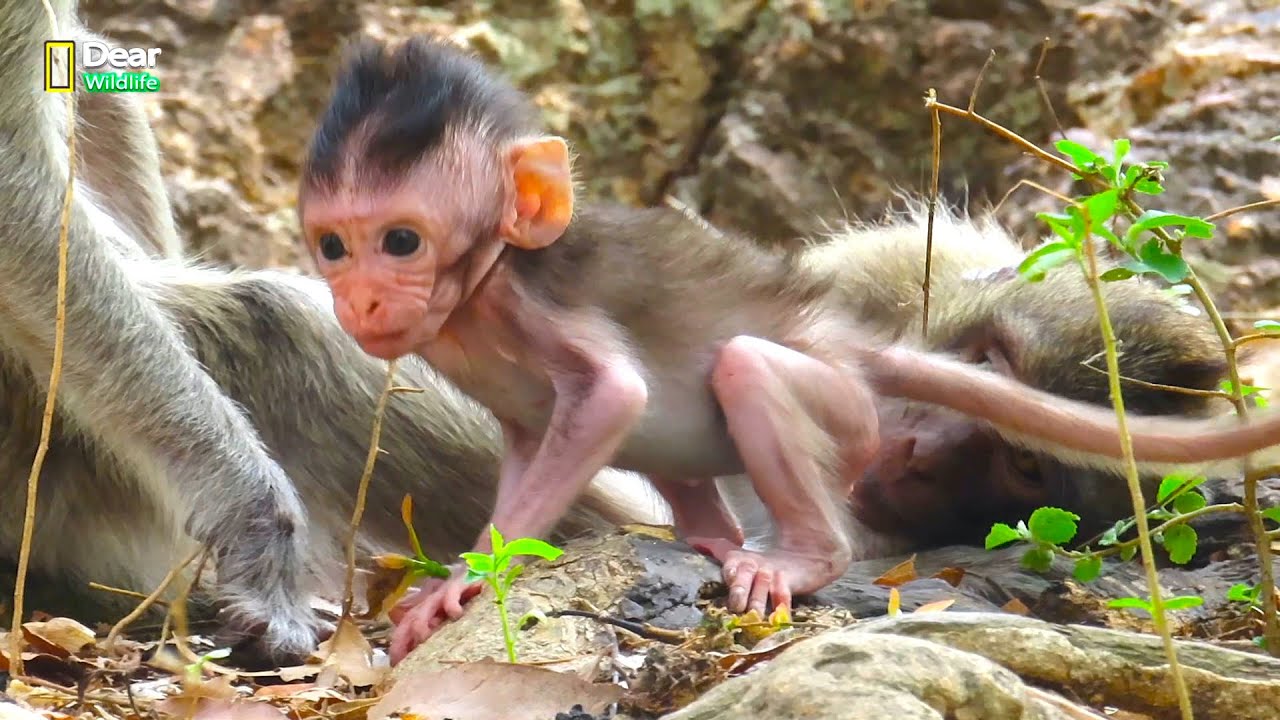 Most adorable skinny baby Vigo a movement, cutest tiny baby wildlife trying hard to walking near mom