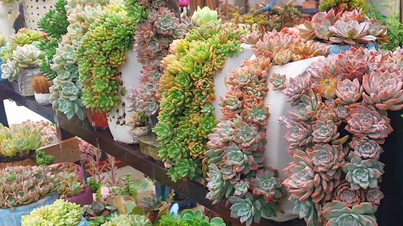 Tour no jardim de SUCULENTAS embaixo da chuva forte! 