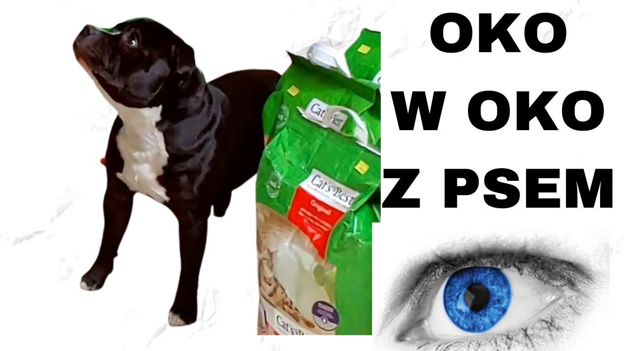 STAFFIK. OKO W OKO Z PSEM. POZYTYWNIE POZYTYWNY. SPOTKANIE Z PSEM.