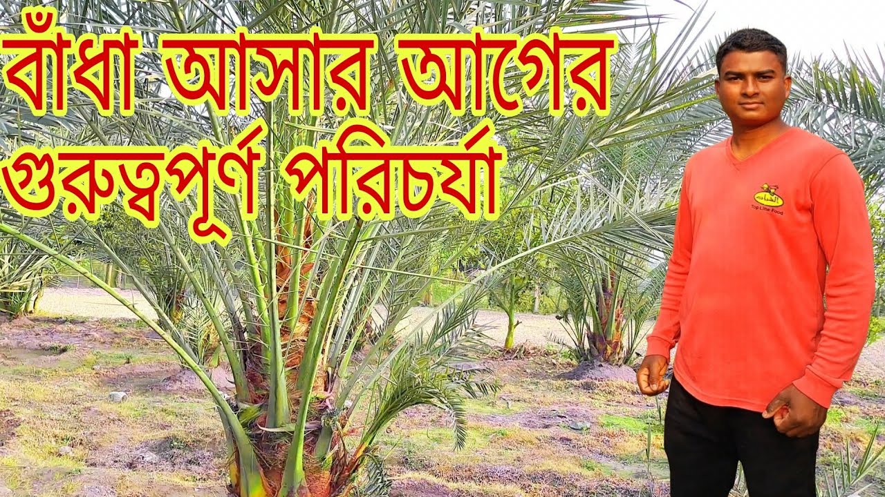 সৌদি খেজুরের বাঁধা আসার আগে কি কি পরিচর্যা করতে হয়???সৌদি খেজুর চাষ পদ্ধতি 