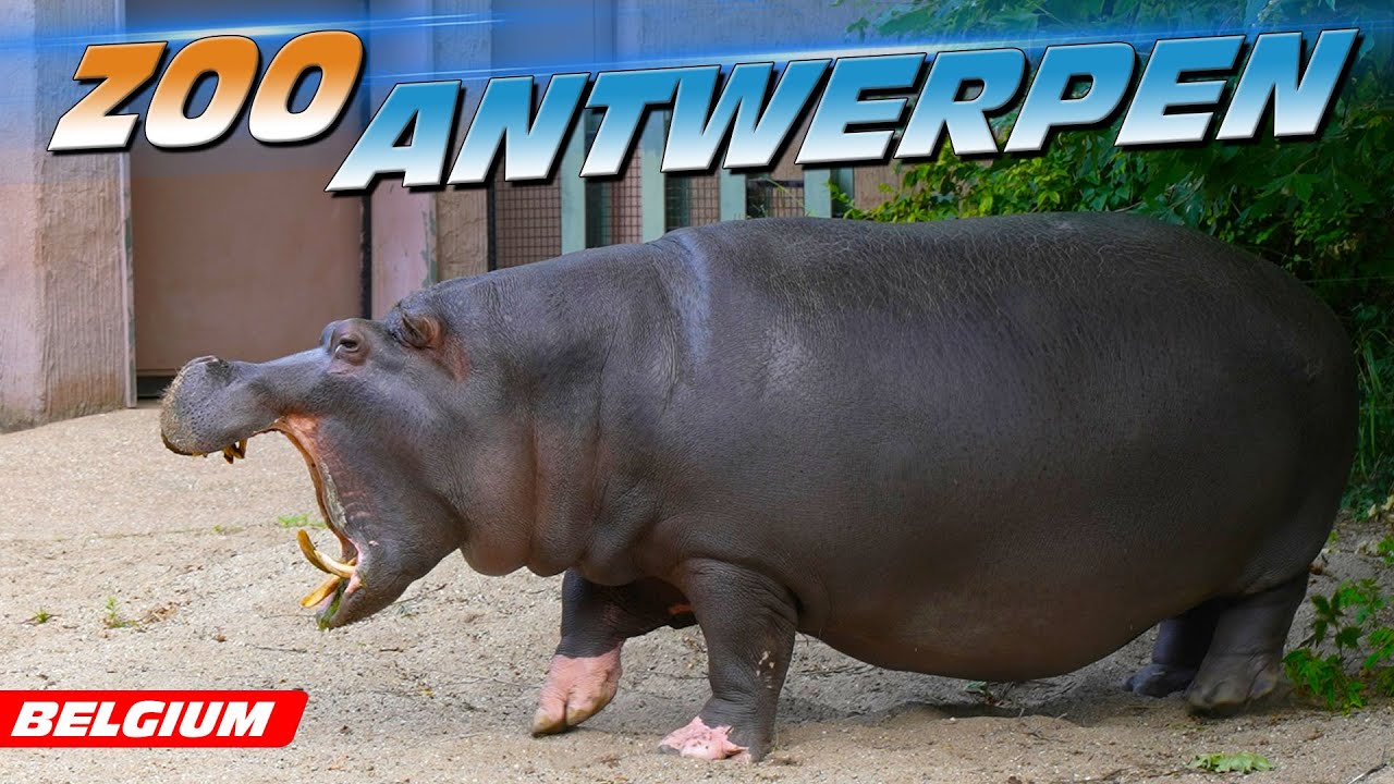 Zoo Antwerpen (Belgium)