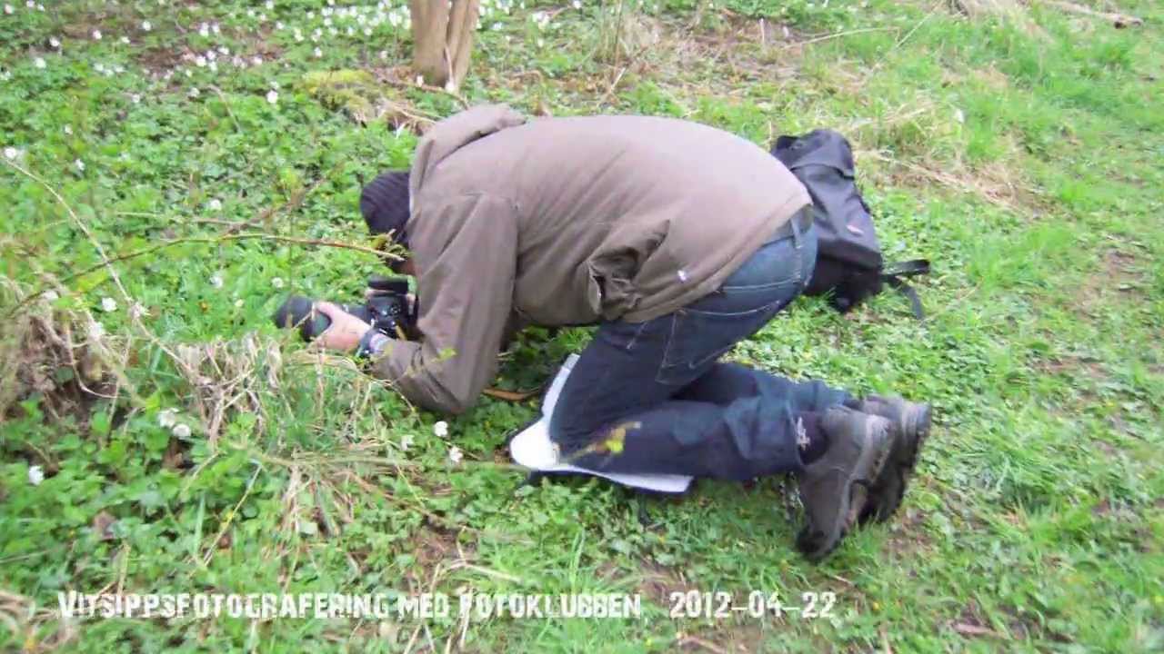 Fotografering av vitsippor med Helsingborgs Fotoklubb