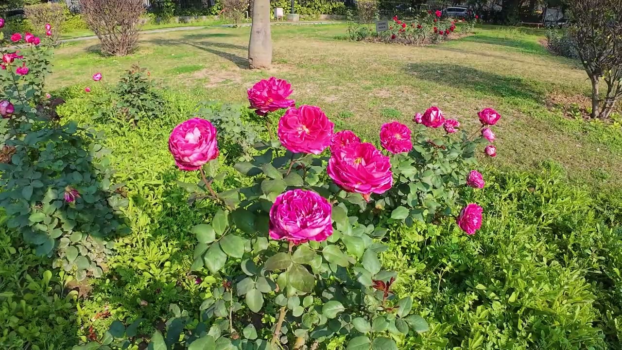 Brics Rose Garder | South Delhi | Shanti Path | New Delhi | India |