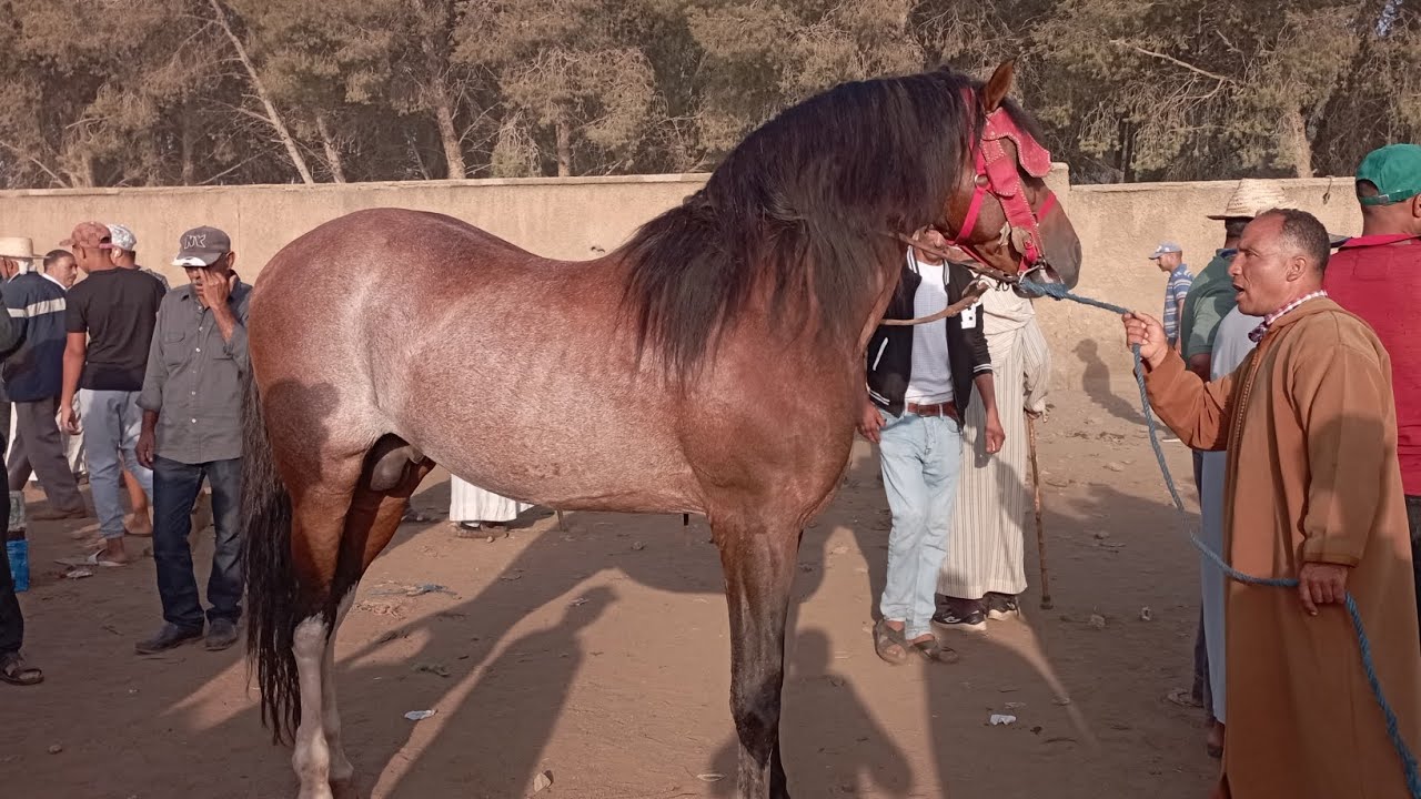 حميدطيكطوك الخوت ولاو معنا اليوم في سوق الخميسات كاينه الهمزه