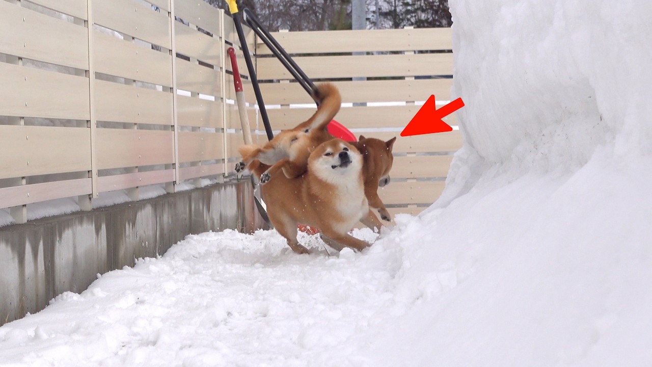 大雪の翌日、柴犬はなぜか毎回こうなる