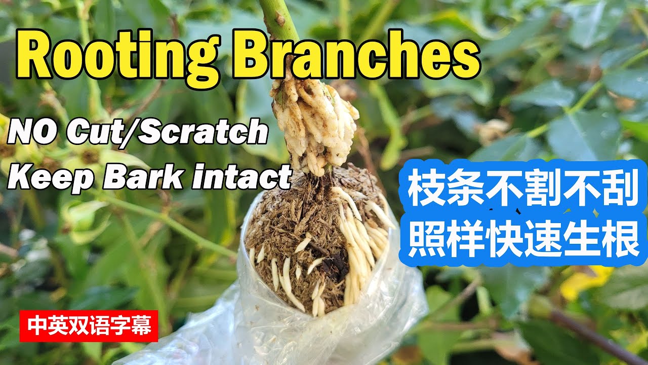 Genius! This New Technique Can Quickly Root Any Size Branches w/o Removing Bark/Cambium | 枝条不割不刮快速生根