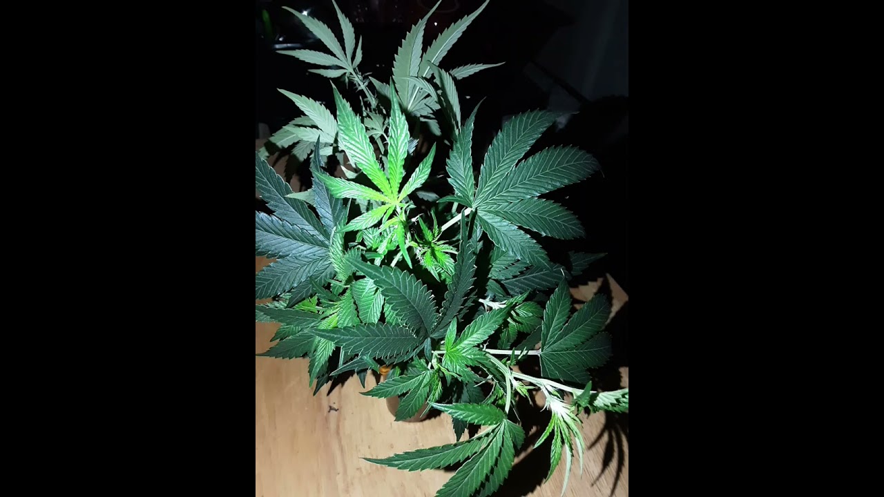 candy fumez bloom harry palms cut