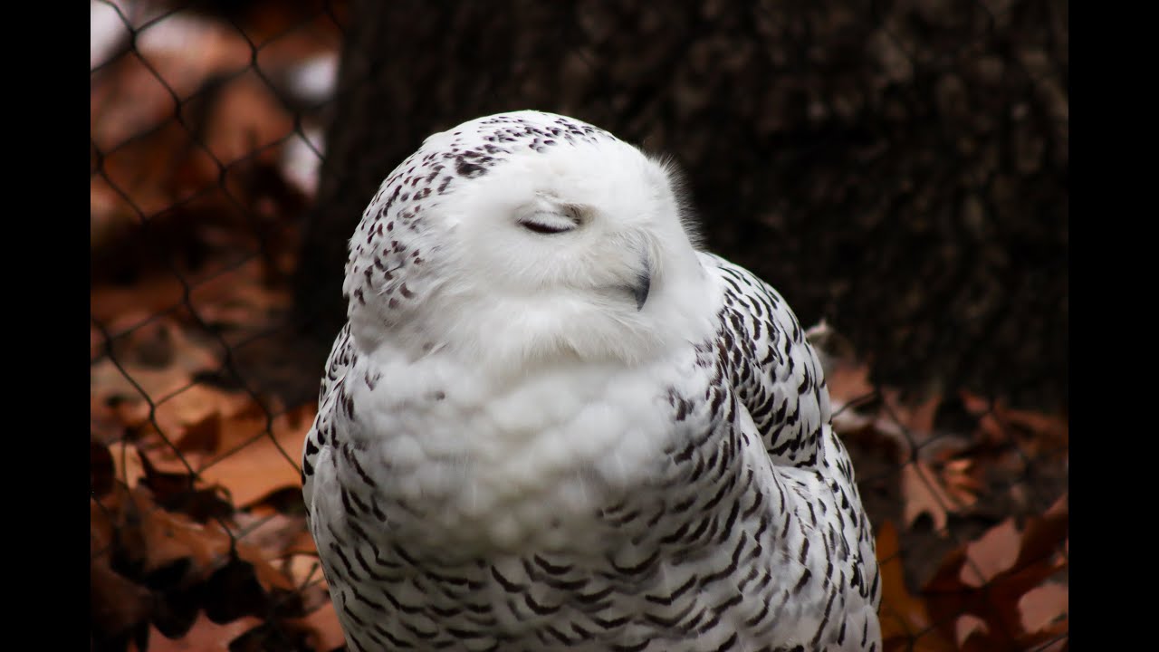 Zoo Insider - Snowy Owl Visit