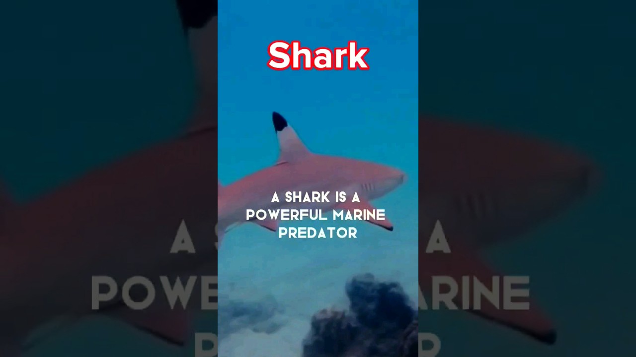 shark-is-a powerful marine predator with cartilaginous skeleton🤪 wildlife animals 