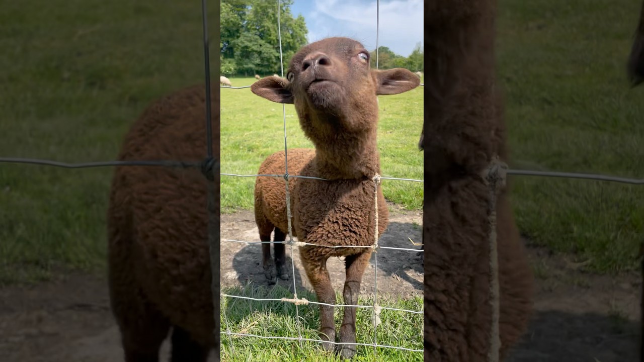 Good Morning Mr. Sheep 🐑 #animals #sheep #farm #kidssongs #kidsvideos #preschool #childrensmusic