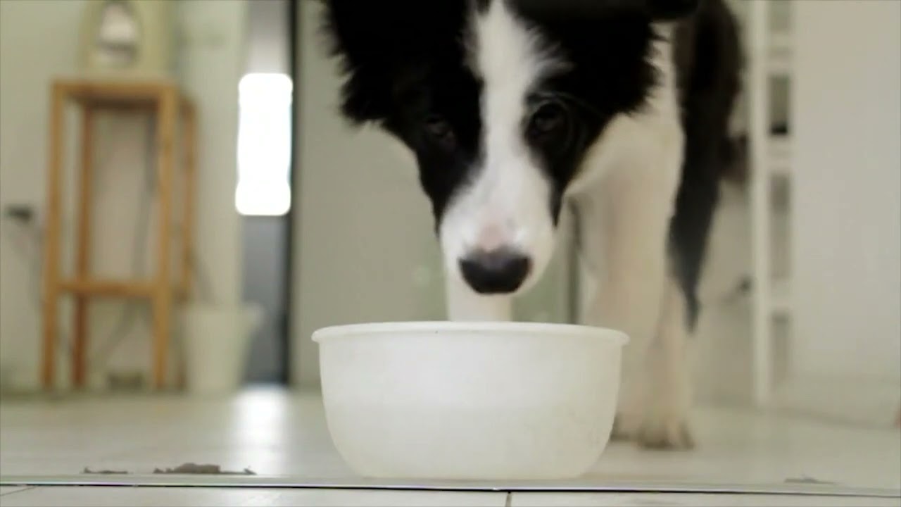 Comercial Chafa Purina