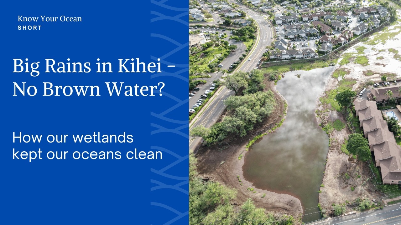 Kihei - February 2026 Big Rains, No Brown Water?