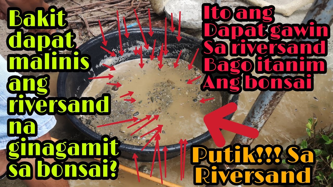 Bakit kailangan hugasan ang riversand, bonsai trees for beginners