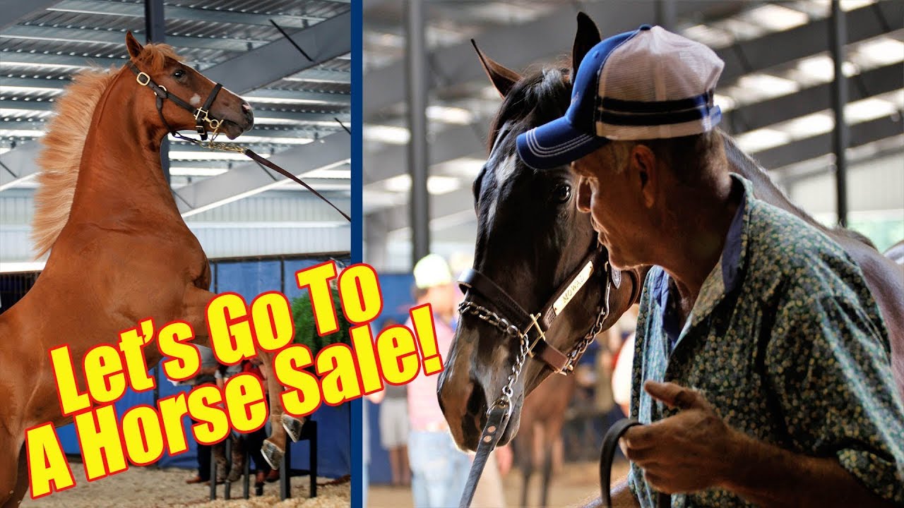 Let's Go To A Horse Sale!