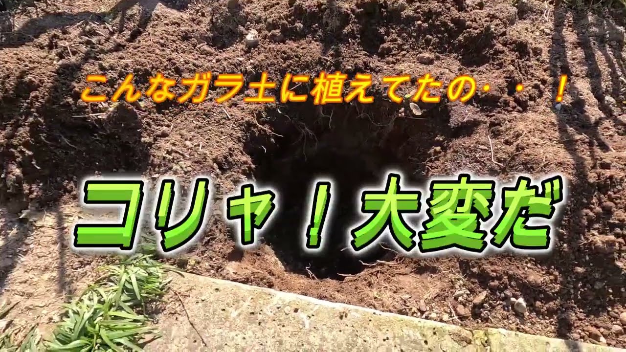 コンクリ－トハンマ－を使って挿し木苗を地に