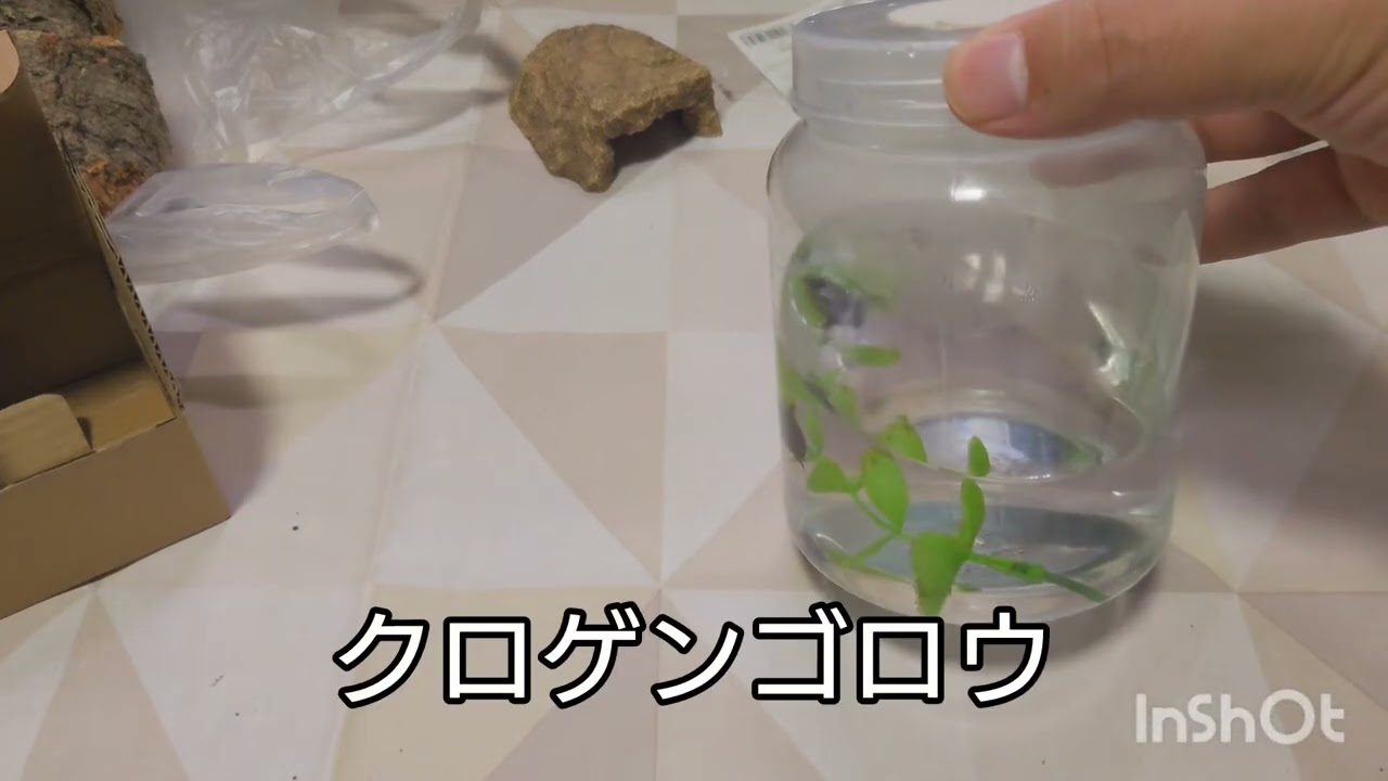 レプタイルズフィーバー　参加してきました。