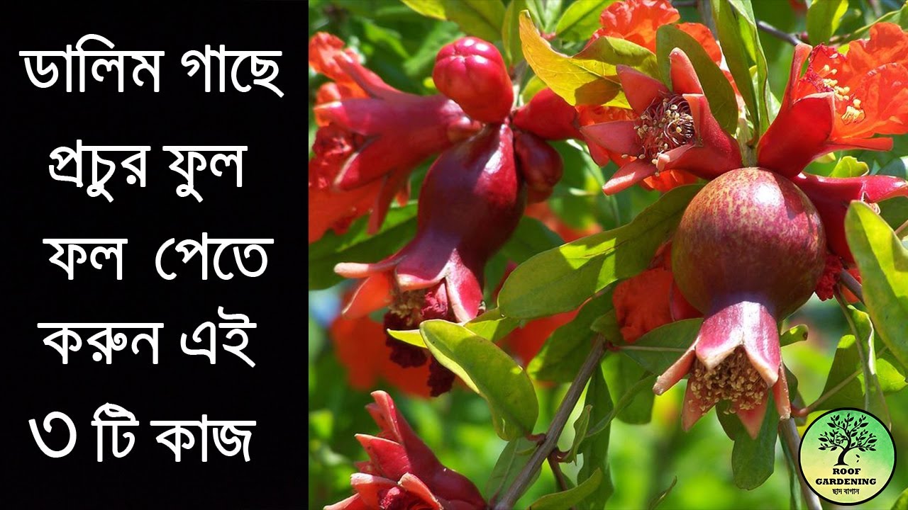 ডালিম গাছে প্রচুর ফুল ফল পেতে করুন এই  ৩ টি কাজ / Get huge blooming on Pomegranate plant ( Anar )
