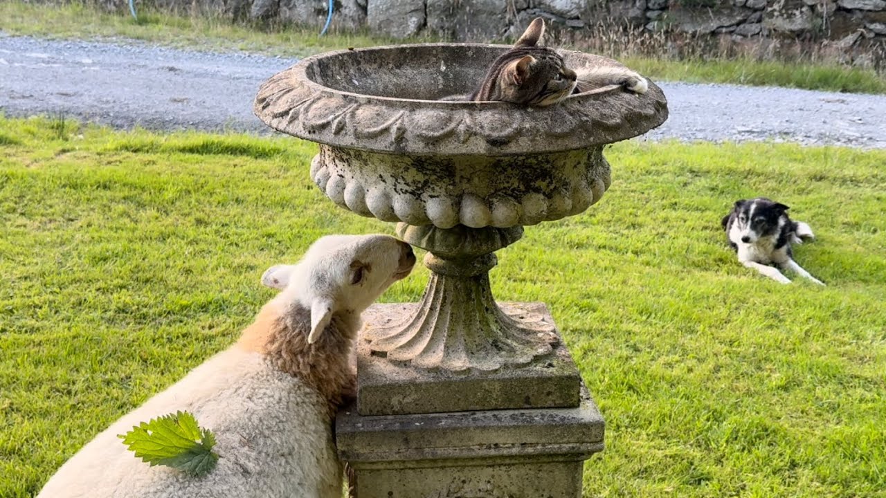 Cats And Lamb Friendship 