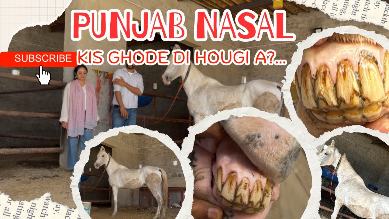 Majjuke old mare || Punjab nasal ghodi || horse age || old age Punjab breed mare || Majjuke