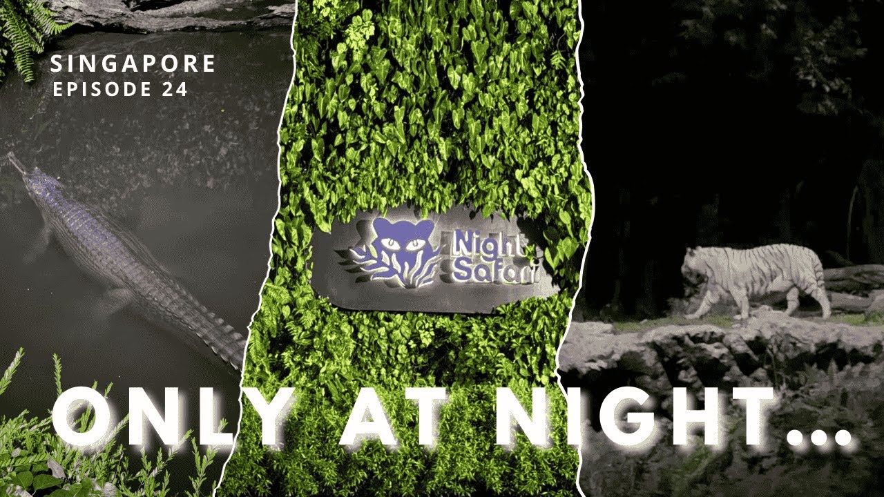We Visited the World&rsquo;s First Night Safari in Singapore | Southeast Asia Travel Vlog Episode 24