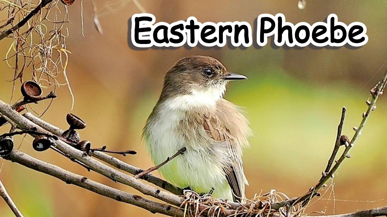 Eastern Phoebe