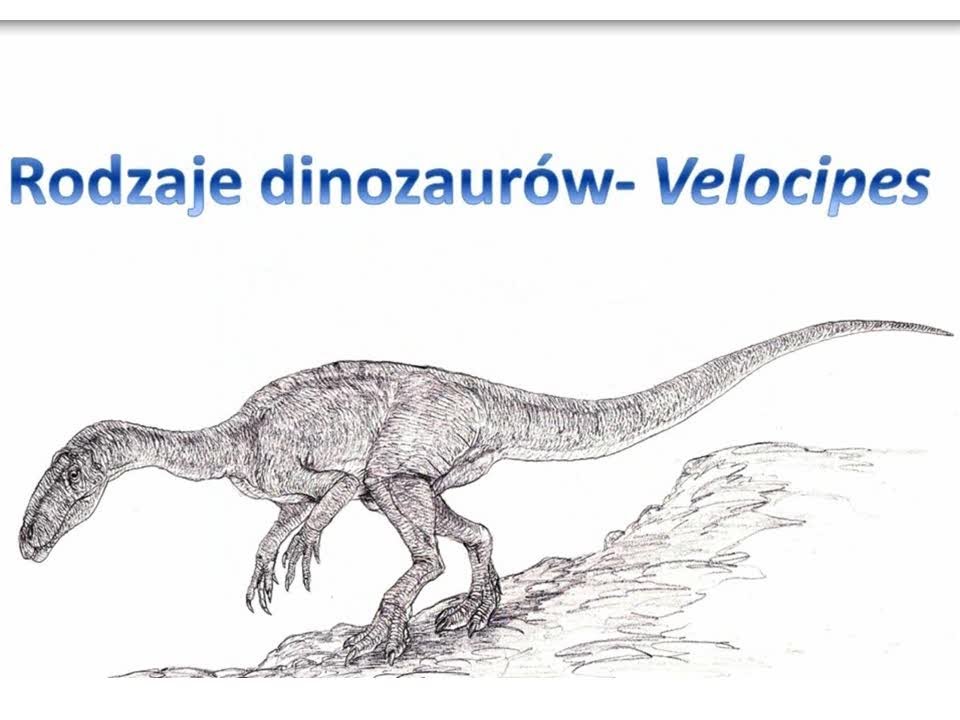 Pierwszy polski dinozaur - Velocipes  | Rodzaje dinozaurów #2