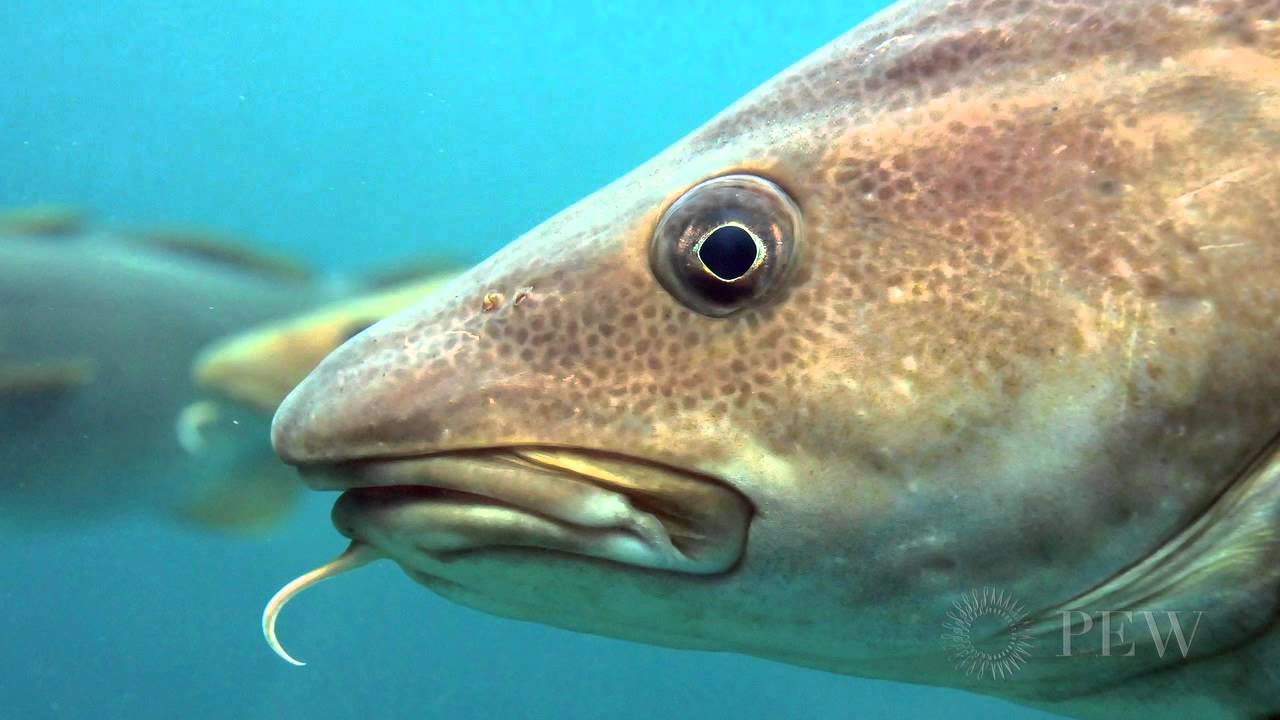 Cod: The Fish that Made New England | Pew