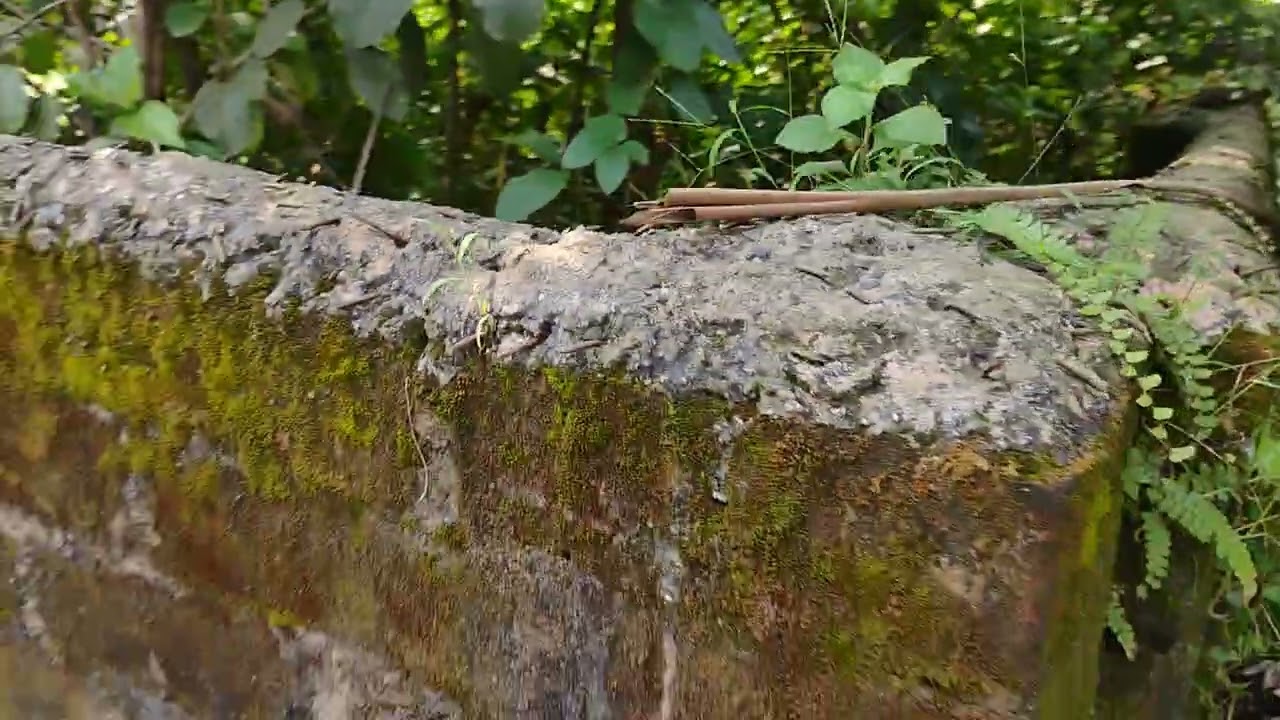 Beautiful Landsale in Badkulla#7864875504whatsapp#badkulla#nadia 