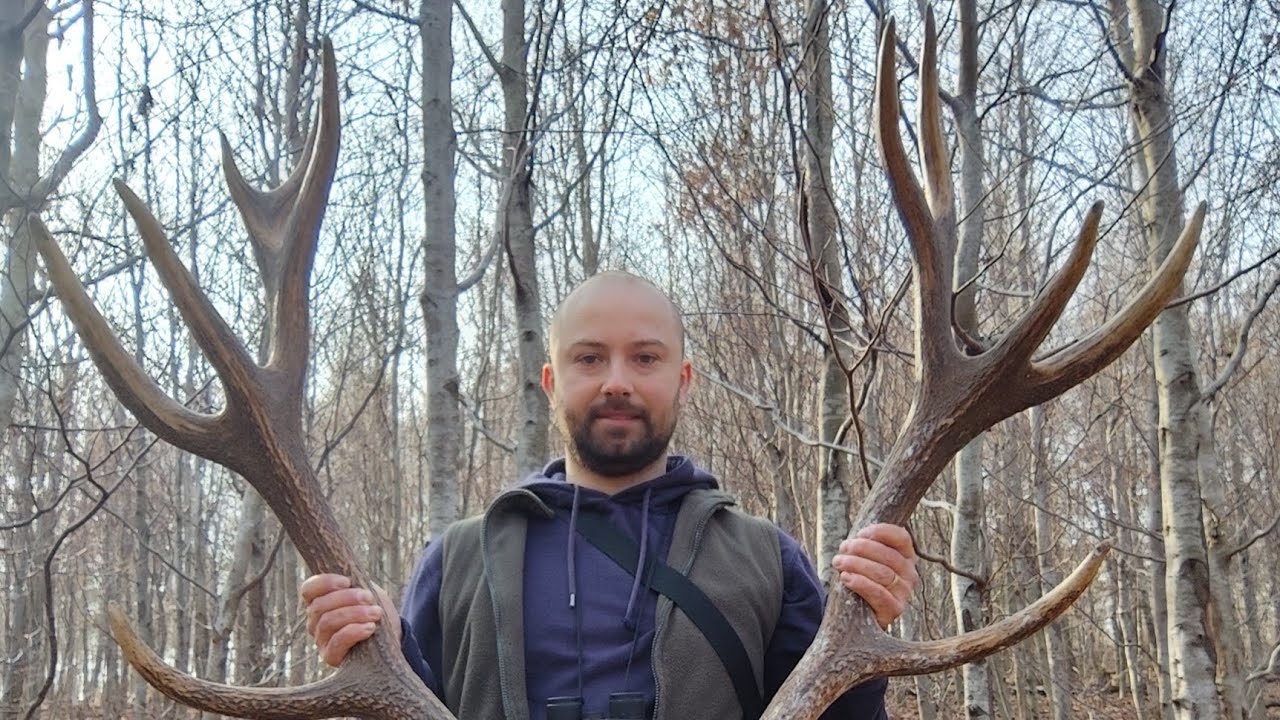 Potężna para szesnastaka nieregularnego 🦌🤯
