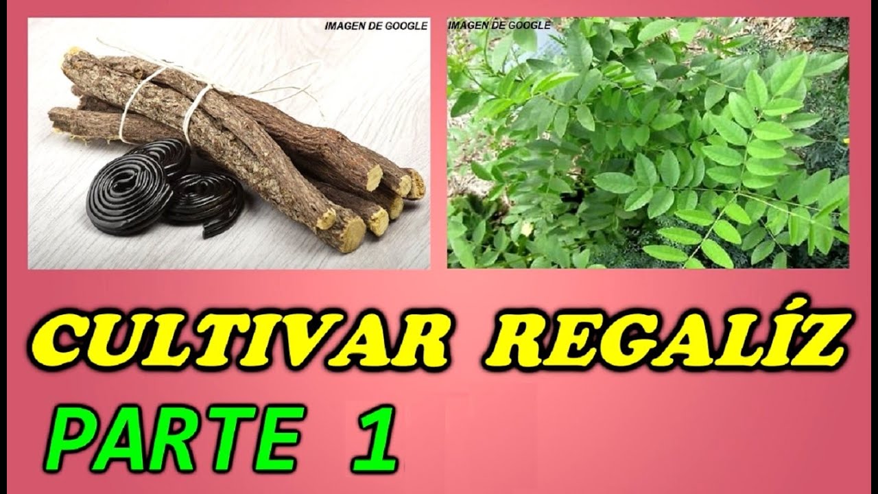Cultivo del Regaliz - 1ª PARTE //Todo Huerta y Jardín