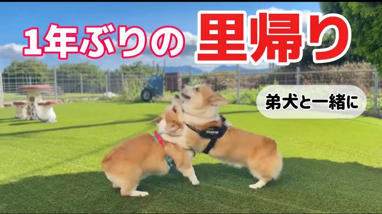 1年ぶりの故郷へ!初めて兄弟一緒に里帰りしてきました。道の駅鈴田峠で車中泊🎵