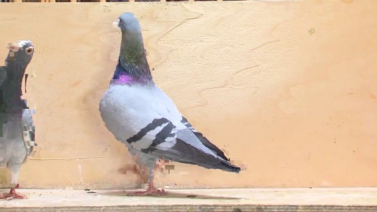 Movie Herbots Breeding Pigeons