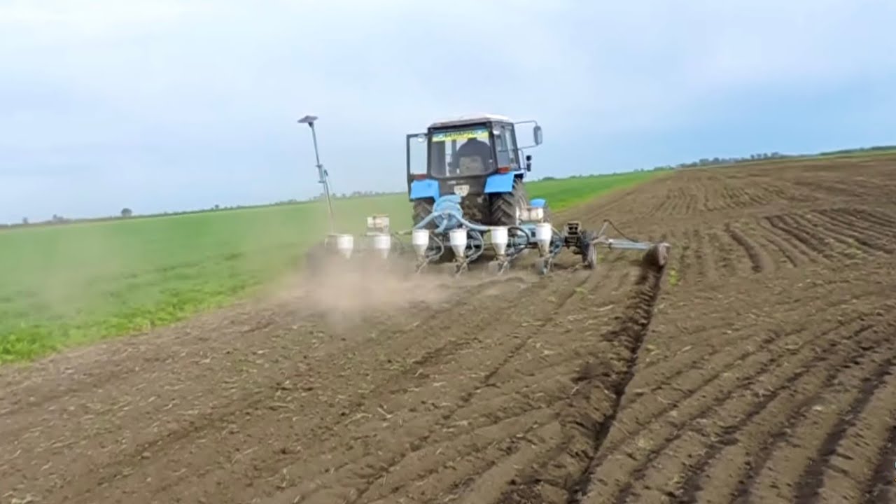 Посев подсолнуха САКСОН от Элита Селект🌻🌻🌻