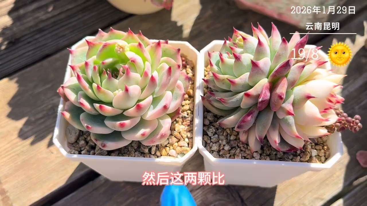 吉娃娃叶插的成果怎样？天使投喂的星星锦、红灯如何了？#多肉植物养护 #多肉叶插