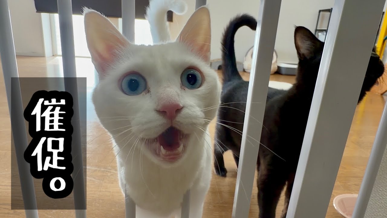 そこにおやつがあるのは知っている【白黒猫とおやつ】
