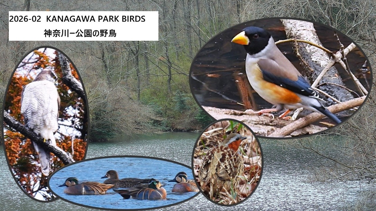 2026 02 Kanagawa parks   Birds Part 2 神奈川ー公園の野鳥