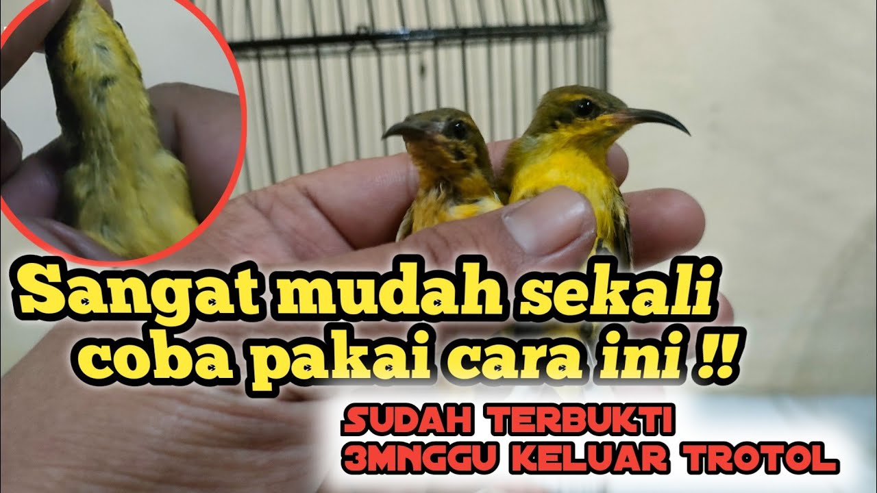 Cara membedakan sogon ijoan jantan yang akurat