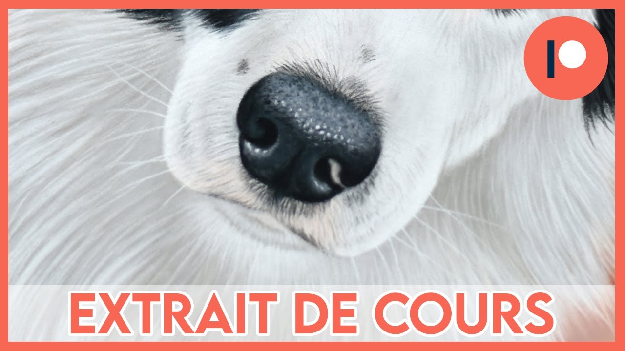 Dessiner un NEZ DE CHIEN au pastel sec | Démo en temps réel