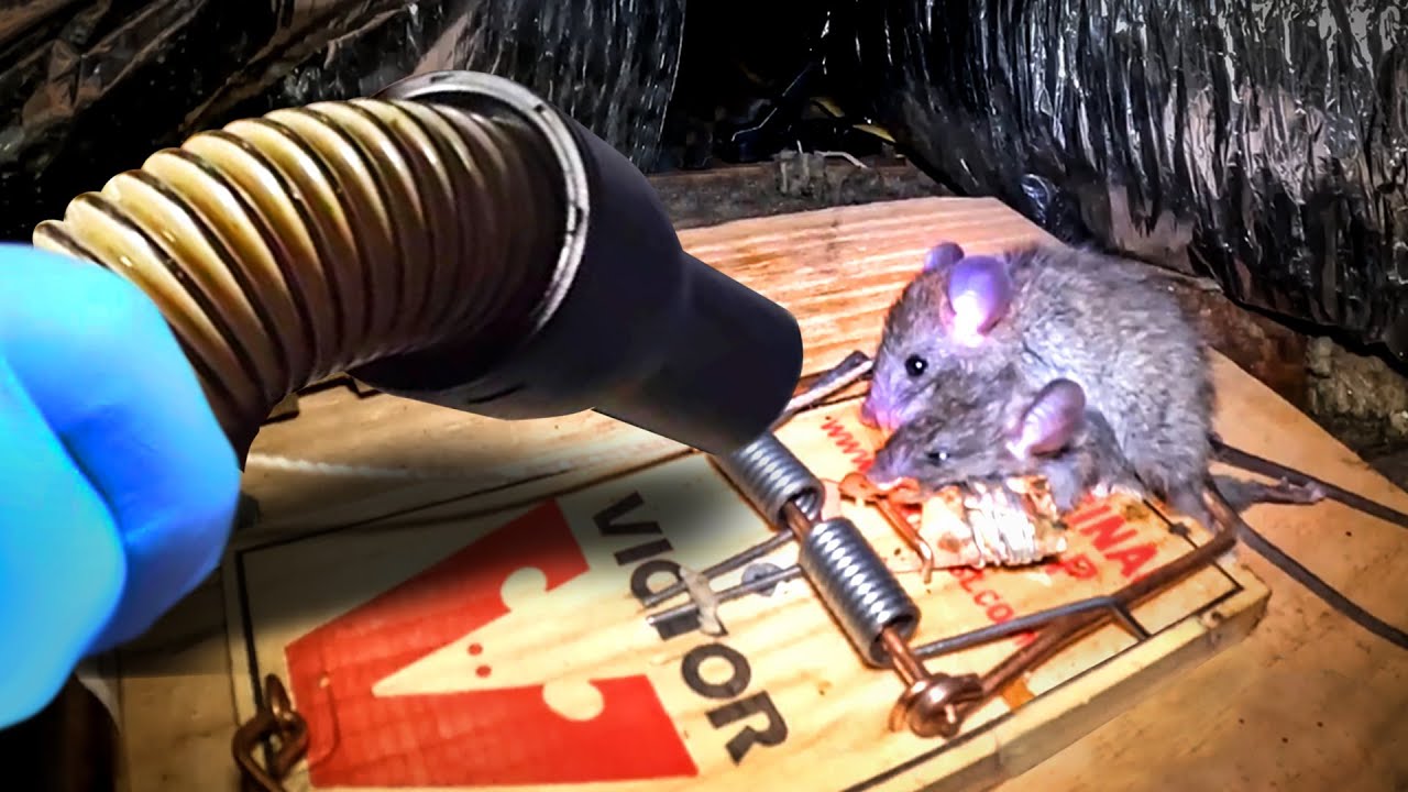The best way to get rid of rats FAST - Shopvac..