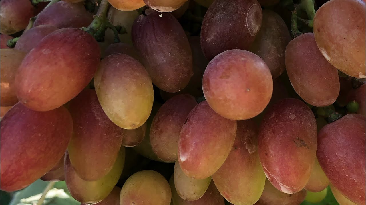 Ніколь - перевірена часом врожайна смачна красуня Бурдака О.В. на 2.09.25р.