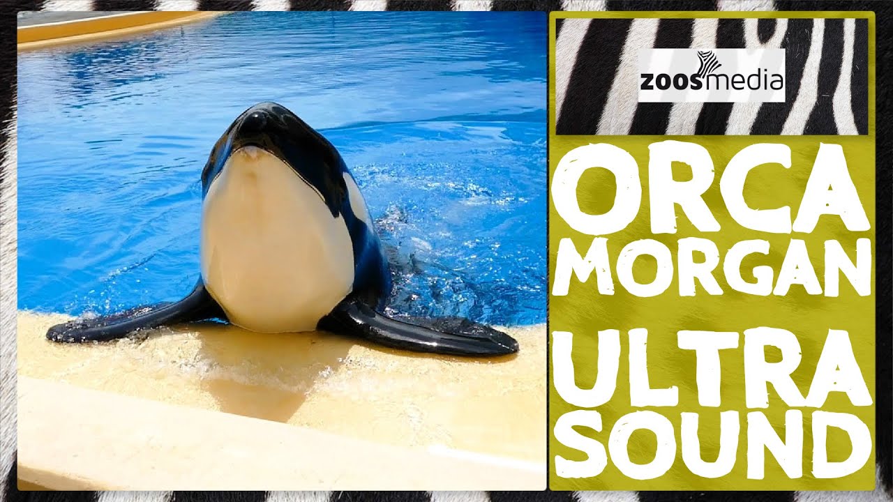 Orca MORGAN im Loro Parque beim Ultraschall | zoos.media
