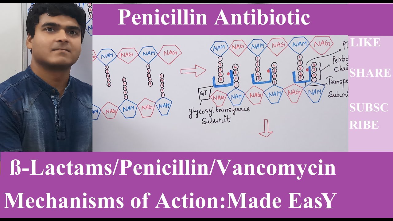 Beta-Lactams Antibiotics Mechanisms of Action | Cell Wall Synthesis Inhibitors | Penicillin | PART-1